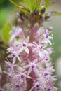 Pineapple flower, Eucomis pole-evansii, close-up pinkish white flowers and buds